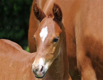 Breeder's Best