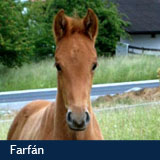 Farfán