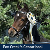 Fox Creek's Amira